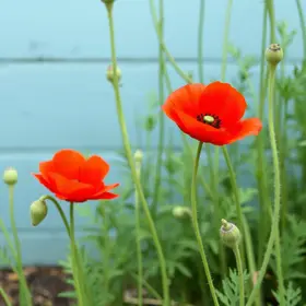 Flor Papoula: Como Plantar, Cuidar e Significado